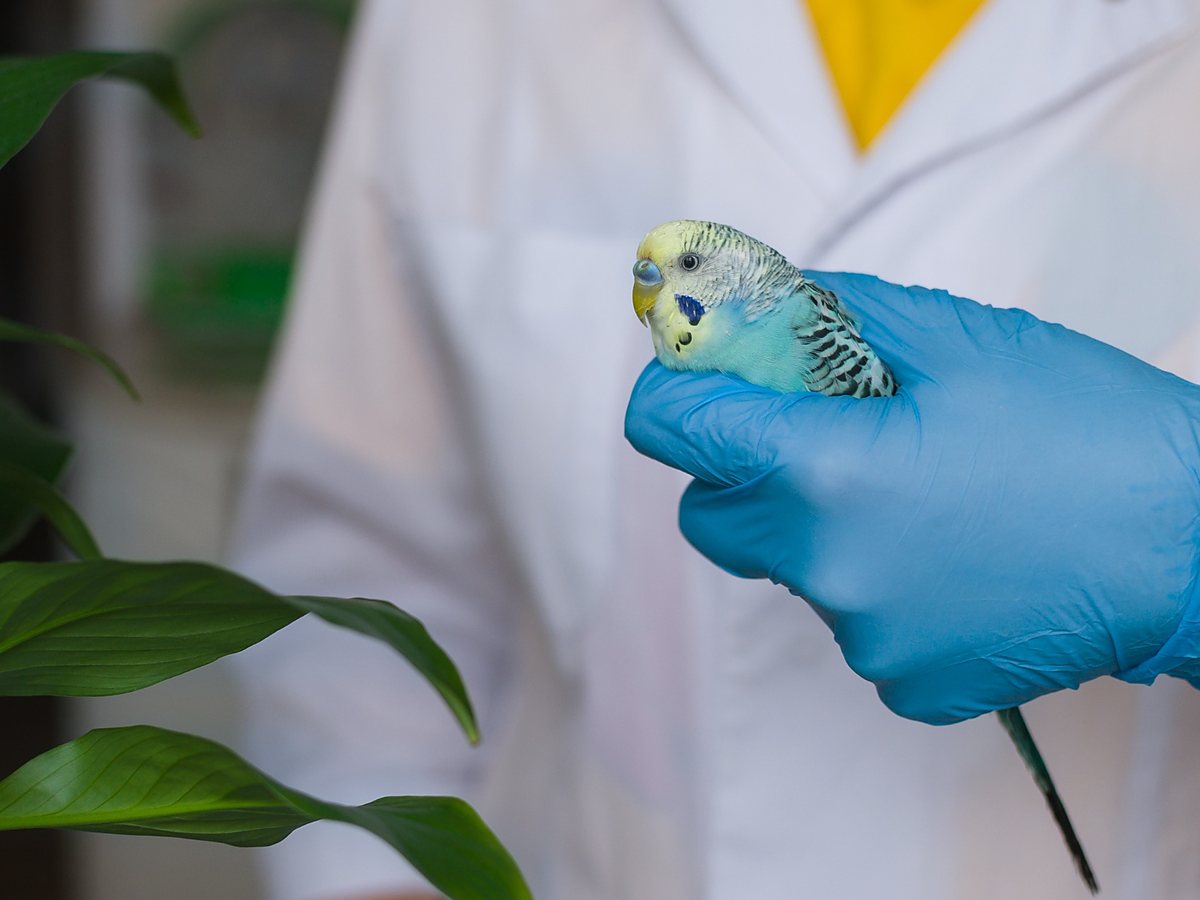 Veterinář při šetrném vyšetření andulky