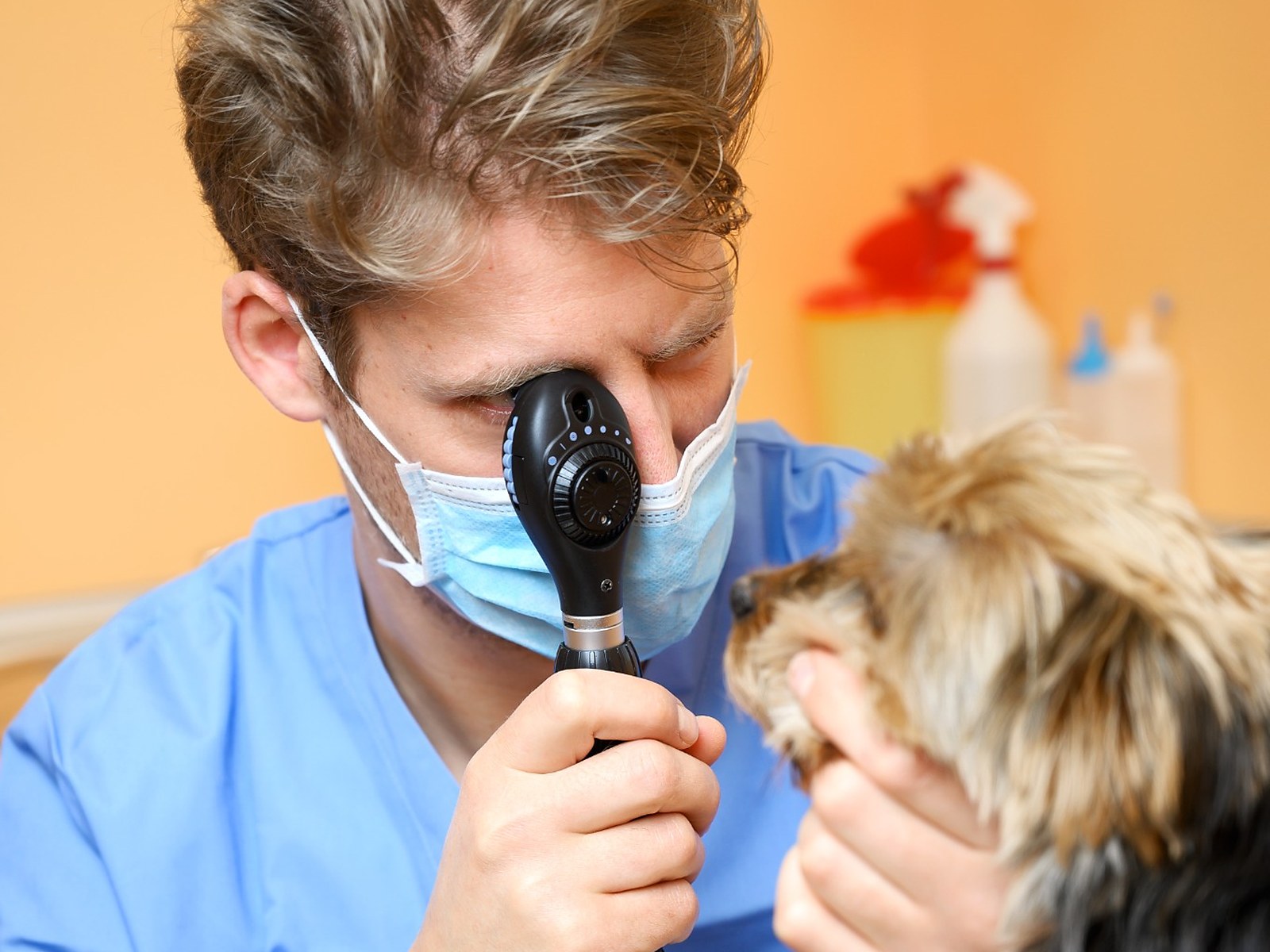 Veterinář při vyšetření očí psa oftalmoskopem