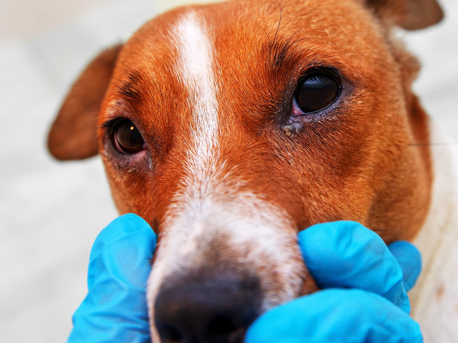 Pes se zarudlým okem při veterinární kontrole