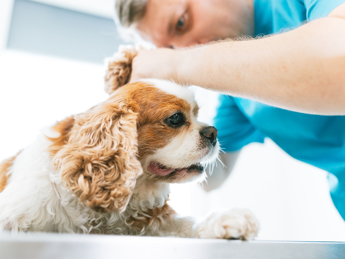 Veterinář při kontrole ucha psa