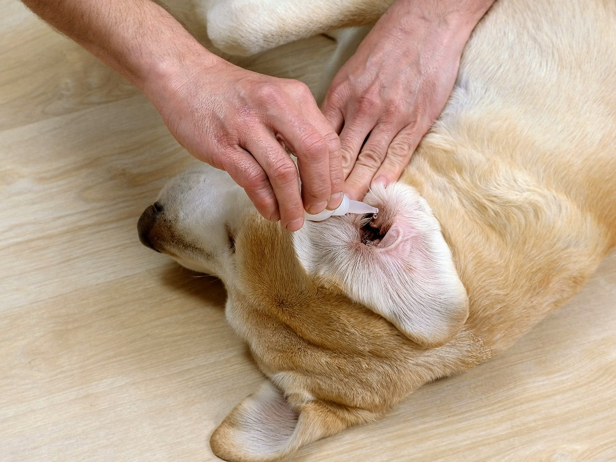 Jemné čištění psího ucha veterinárním ušním roztokem