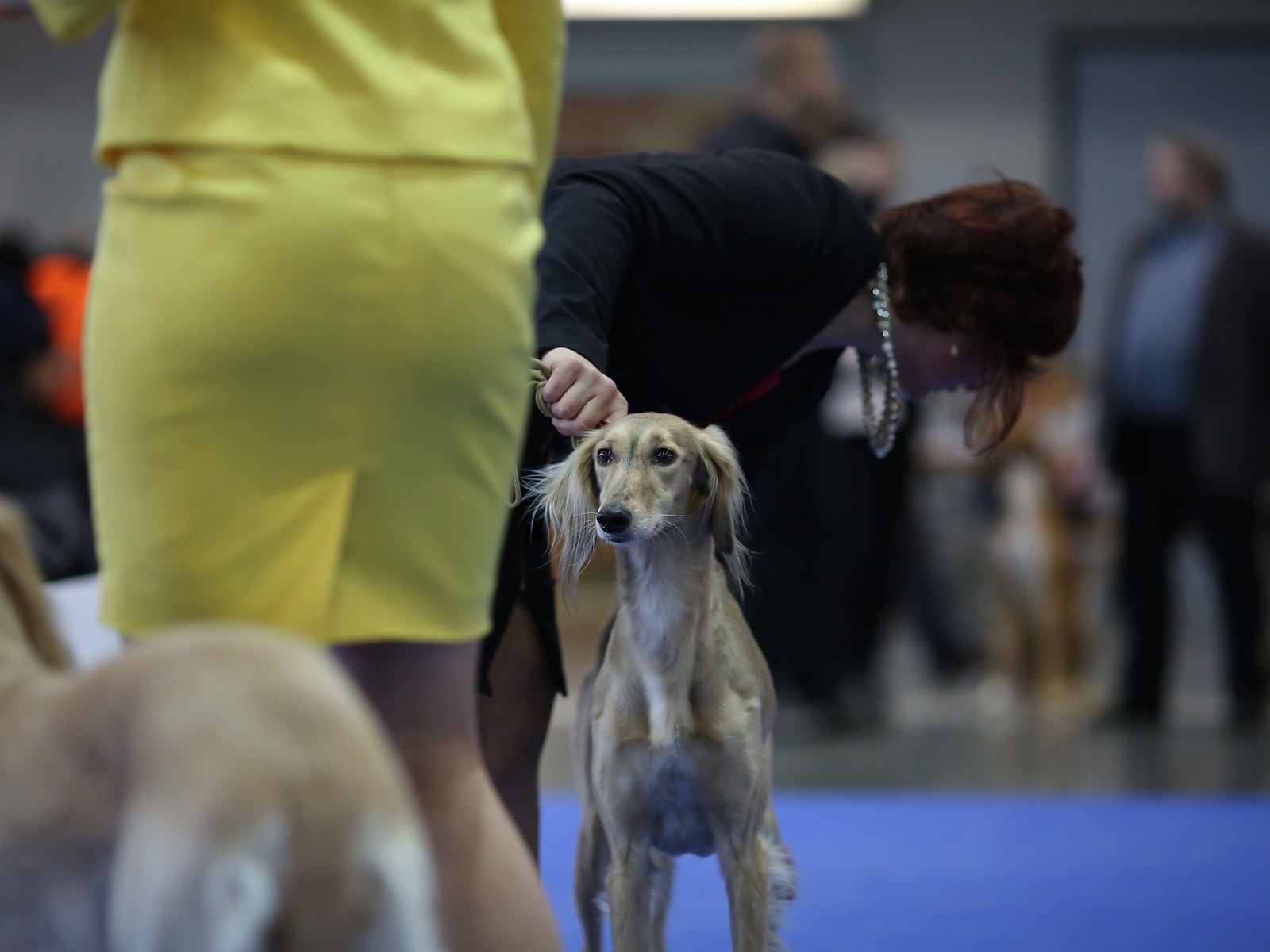 Handler připravuje psa ve výstavním kruhu