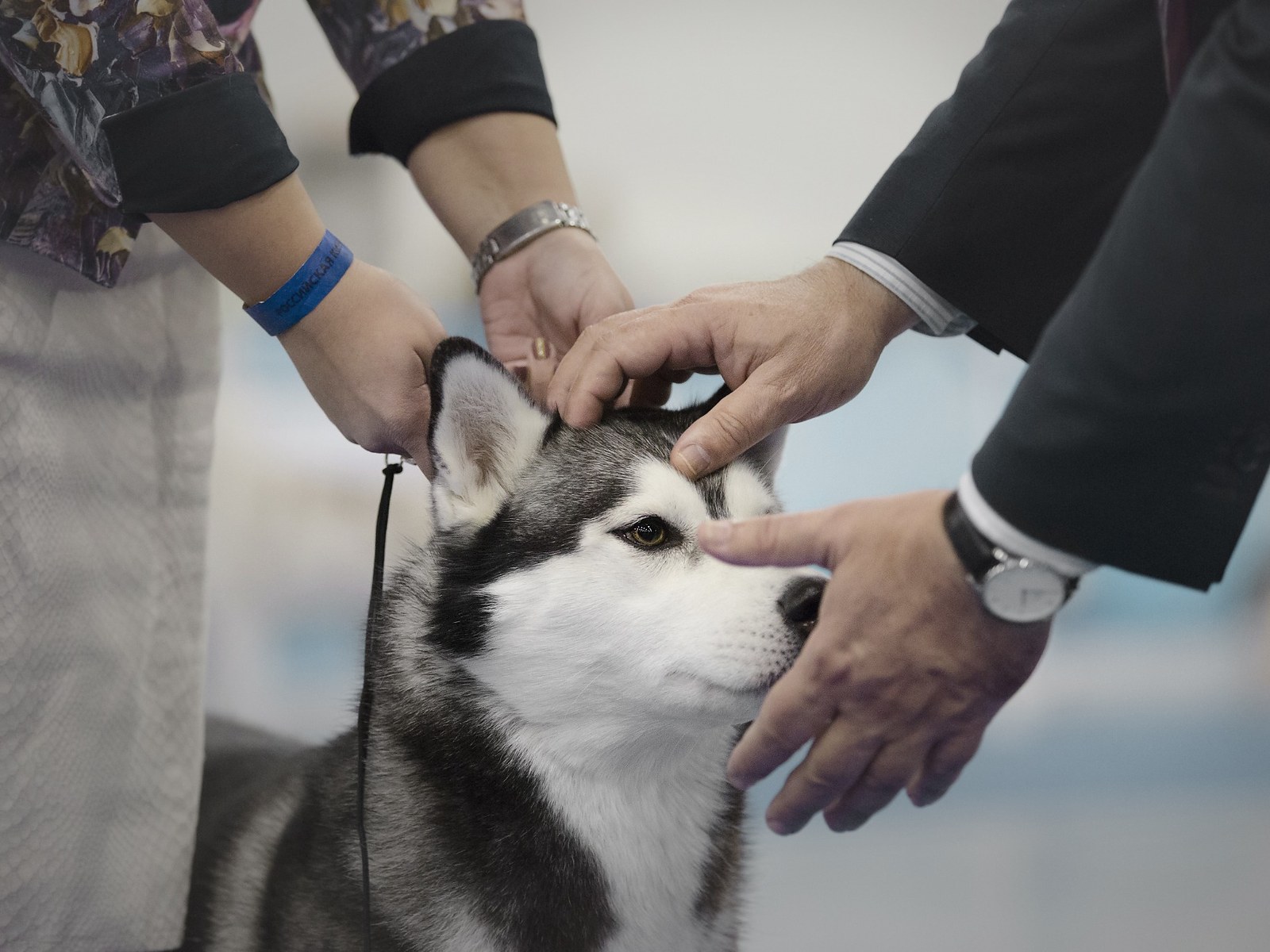 Rozhodčí při kontrole hlavy sibiřského huskyho na výstavě
