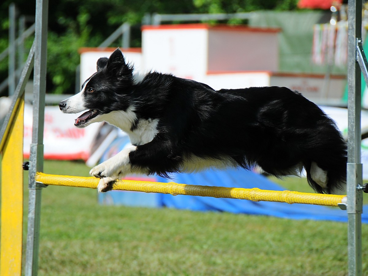 Border kolie překonávající překážku při agility