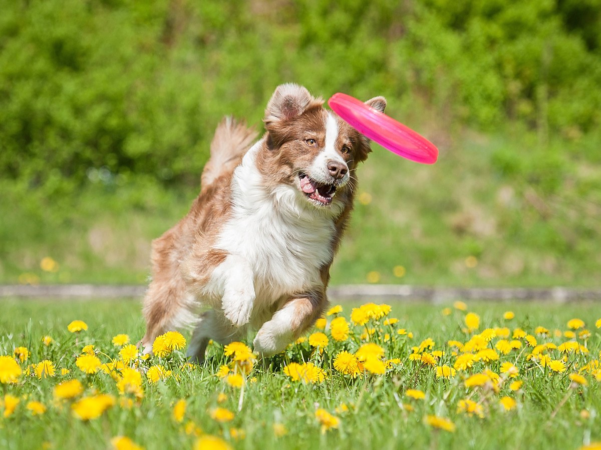 Pes chytající létající disk při dog frisbee