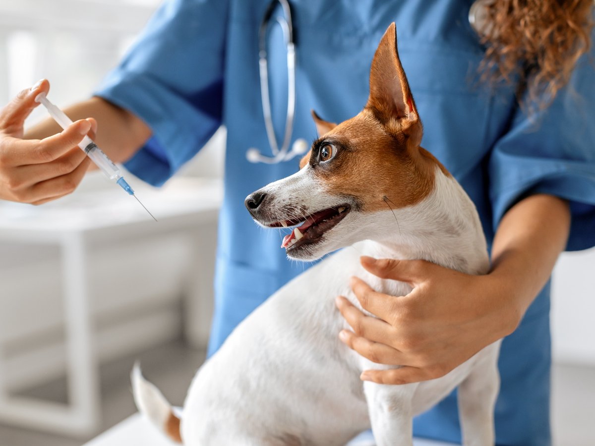 Veterinární lékař připravuje očkování psa