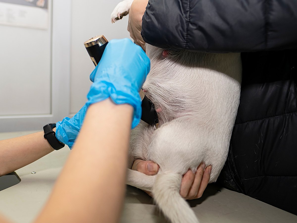 Veterinární vyšetření břicha feny při podezření na onemocnění dělohy