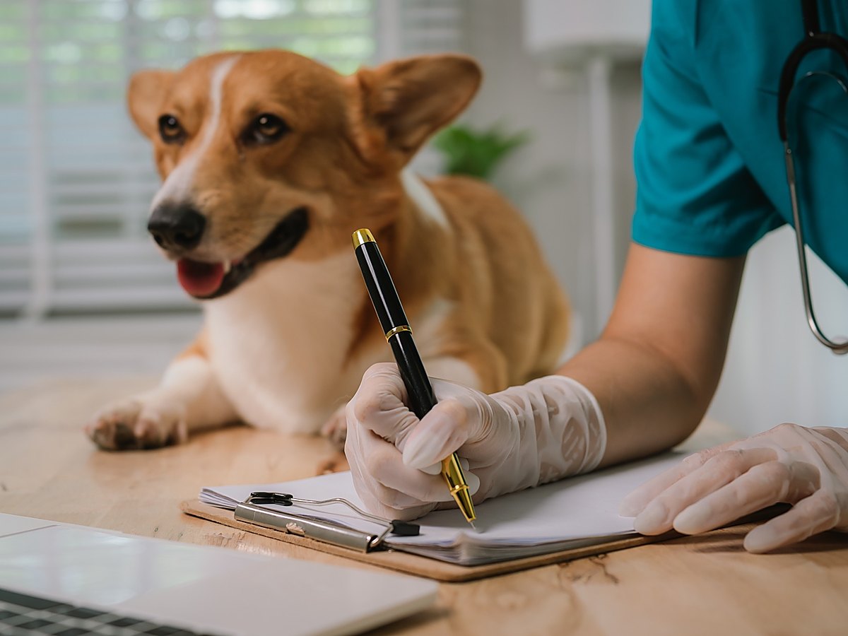 Veterinární diagnostika a záznam výsledků vyšetření feny