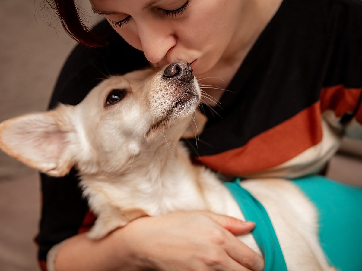 Fena v pooperačním oblečku během domácí rekonvalescence