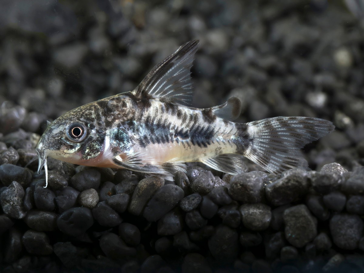 Pancéřníček skvrnitý Corydoras paleatus v akváriu