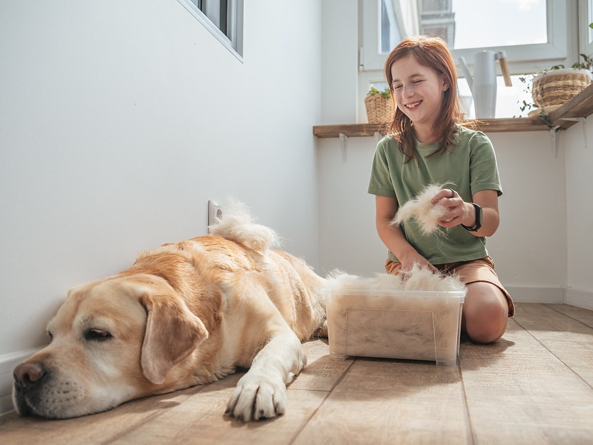 Vyčesávanie uvoľnenej srsti labradorského retrívera