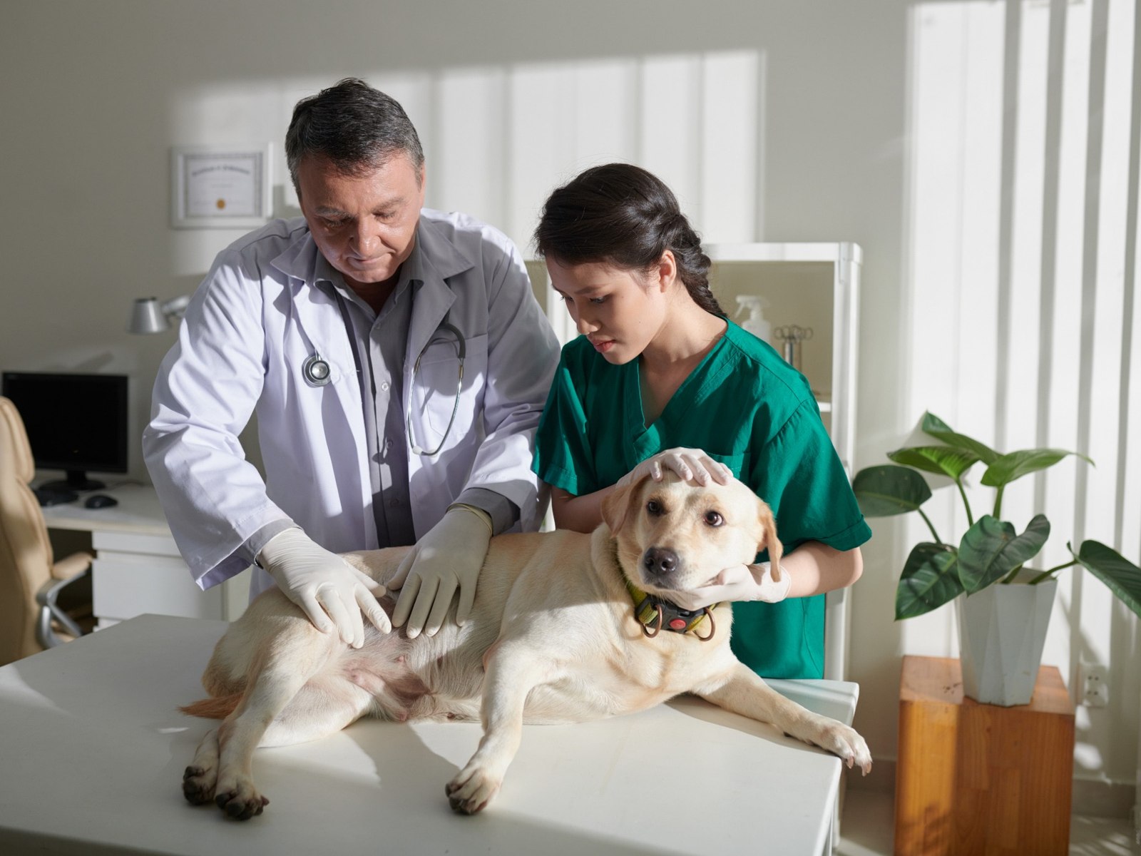Veterinář vyšetřuje břicho psa na vyšetřovacím stole