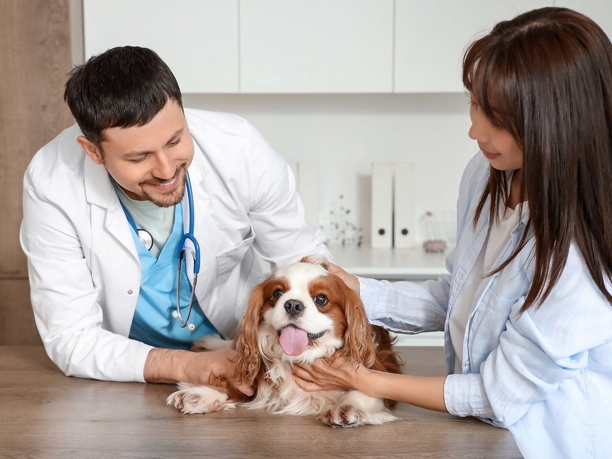 Kavalír King Charles španěl při veterinárním vyšetření