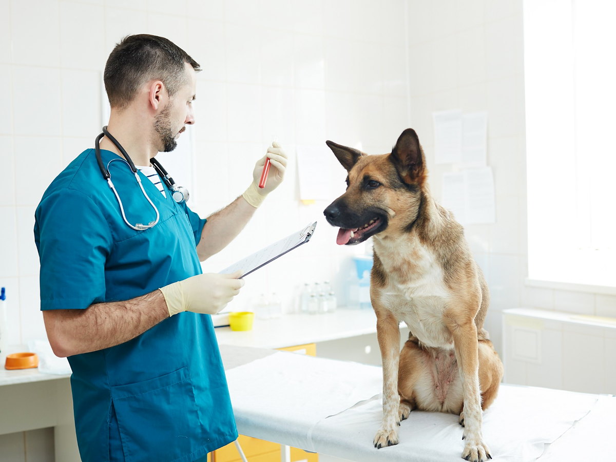 Veterinář hodnotí krevní vzorek psa při laboratorním vyšetření