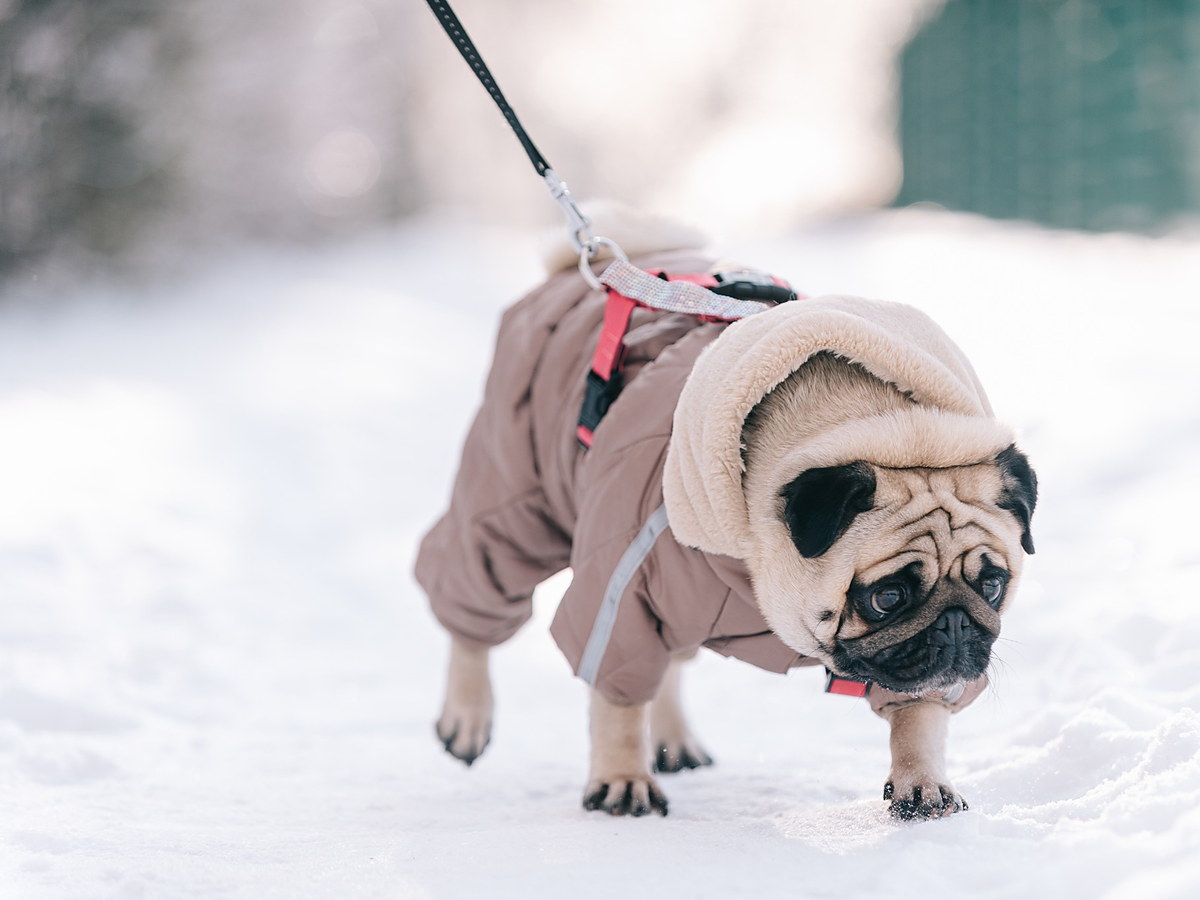 Mops v teplém zimním oblečku na sněhu