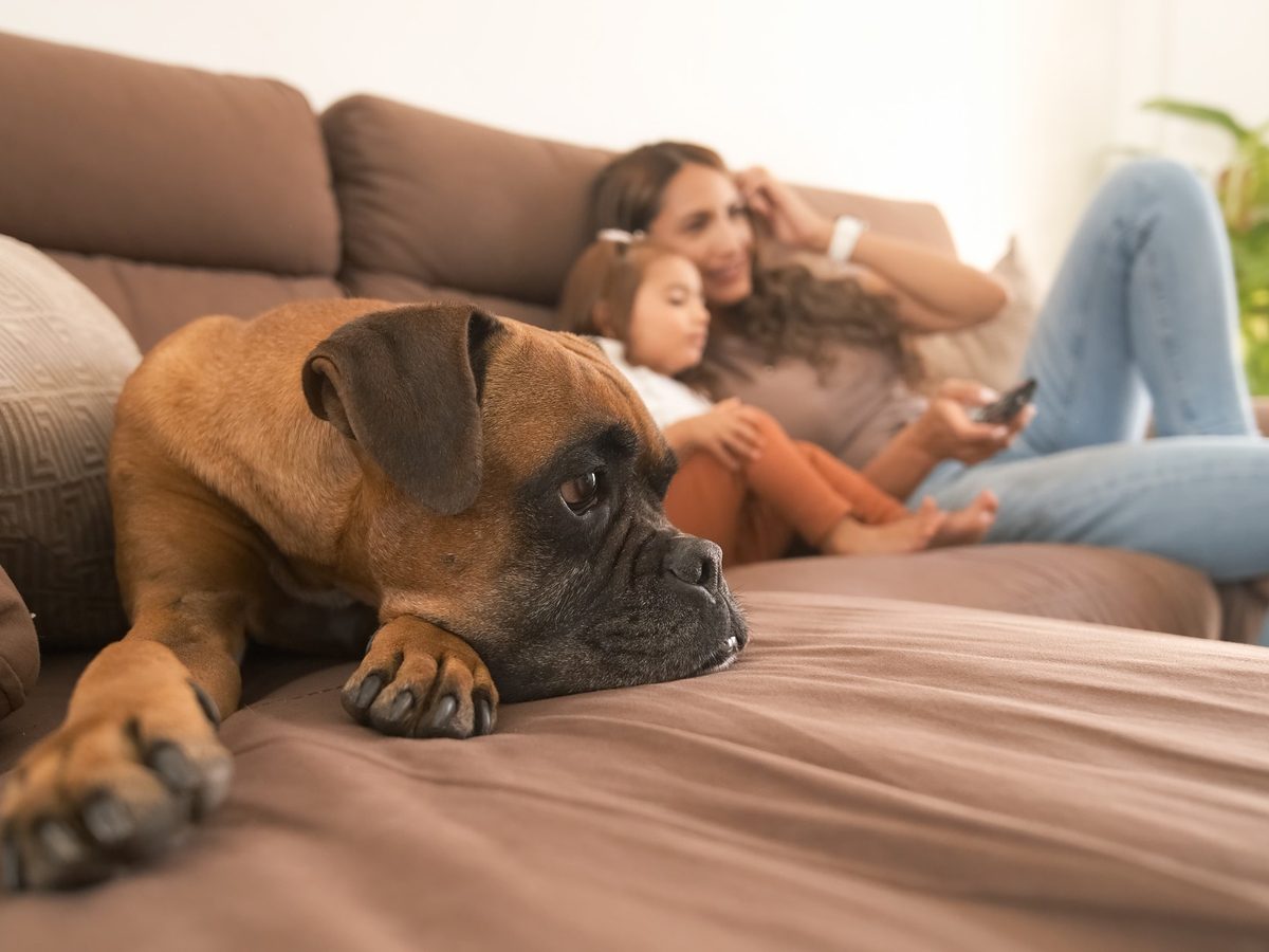Boxer odpočívající s rodinou doma