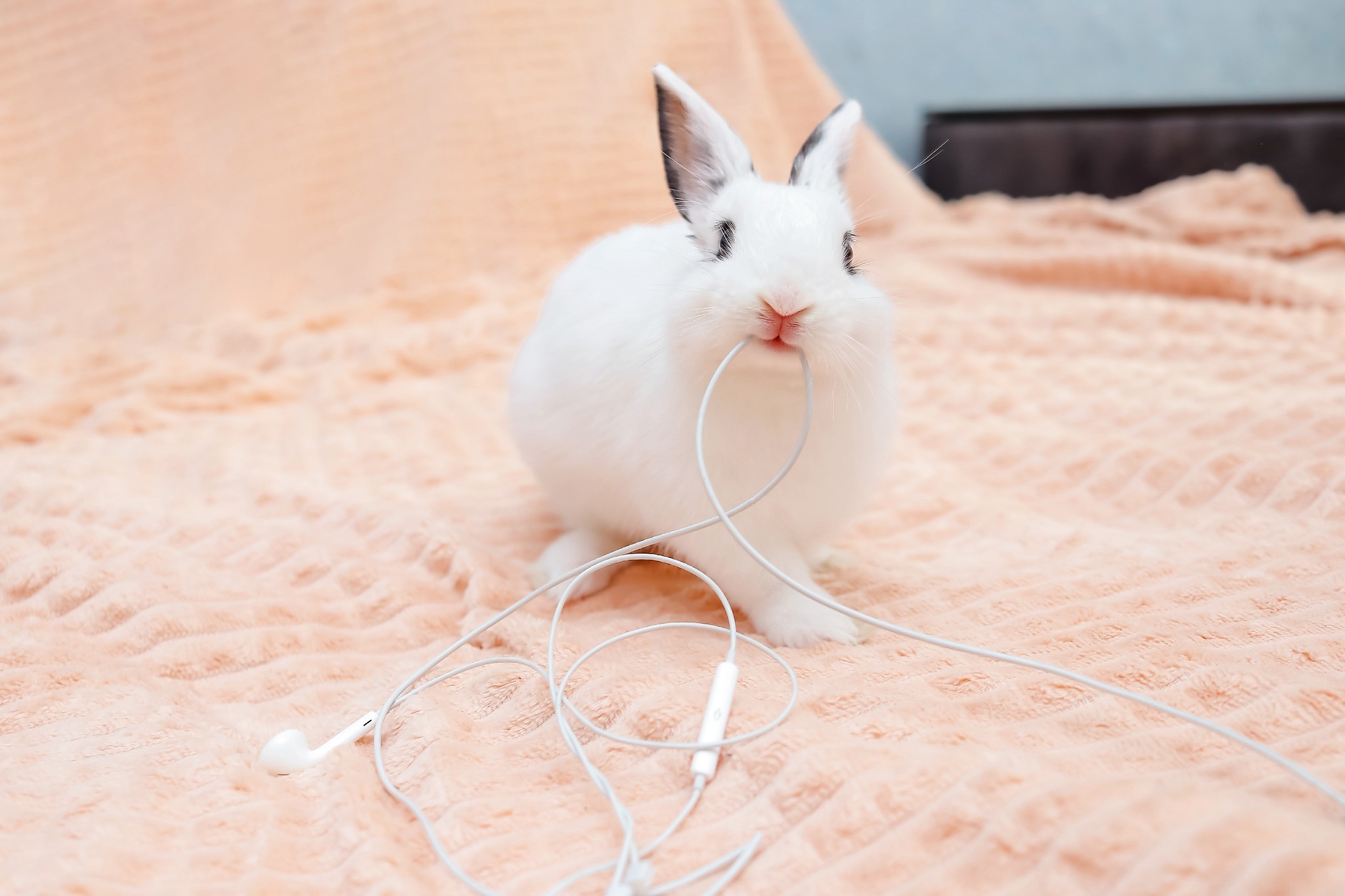 Králík okusující elektrický kabel jako příklad nebezpečí v domácnosti