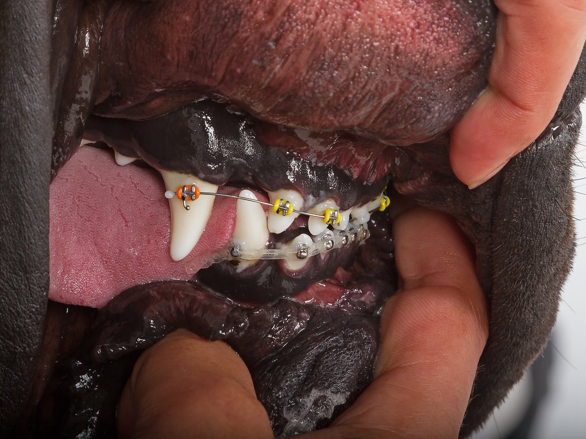 Veterinární ortodontická pomůcka v tlamě psa