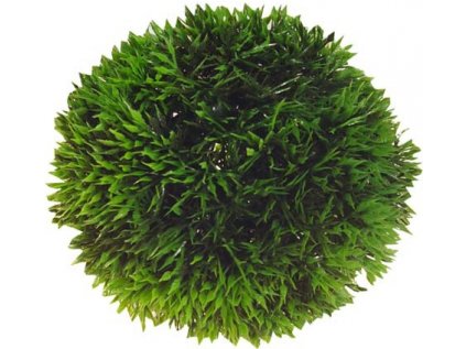 HOBBY Dekorace Plant Ball, 13 cm