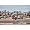 Hurtta Mudventure Coat ECO Blackberry 45