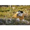 Hurtta Warming Midlayer ECO Desert 60