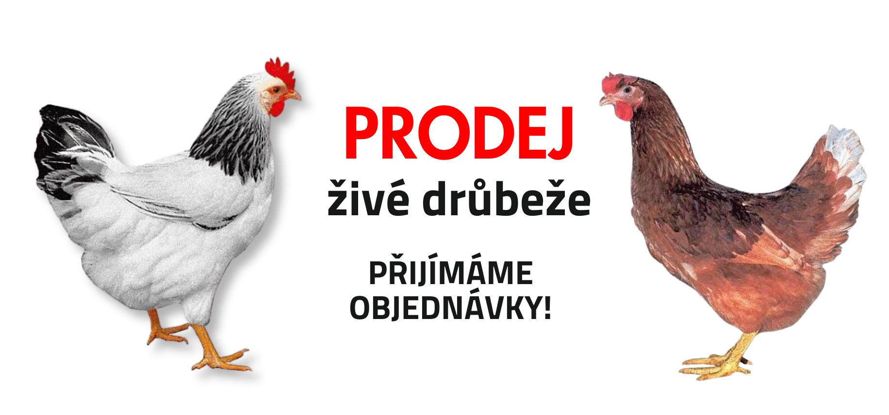 Přijímáme objednávky živé drůbeže