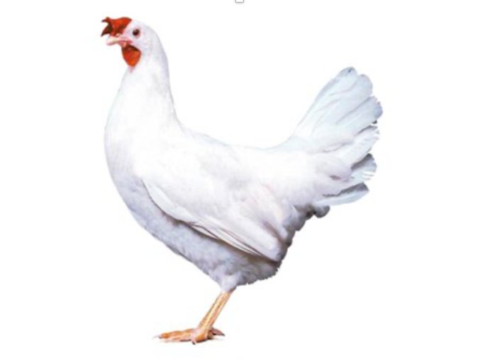 Návrh bez názvu (4)