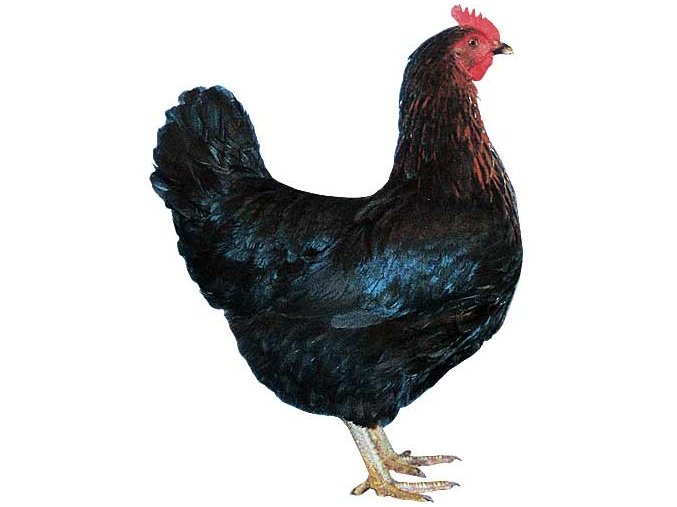 Černý