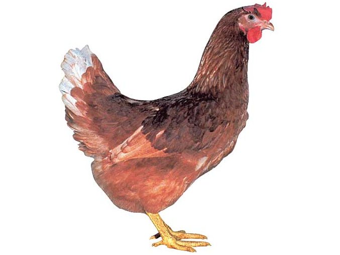 Hnědý
