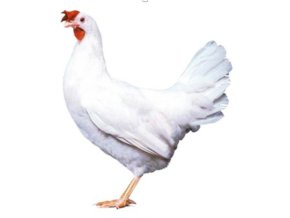 Návrh bez názvu (4)