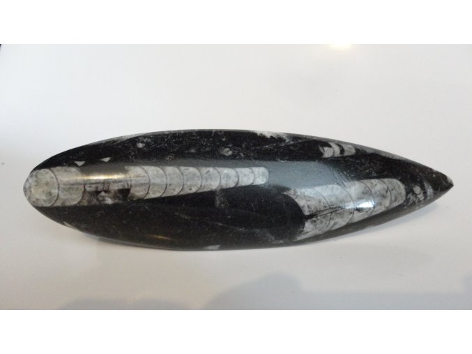 Orthoceras XL