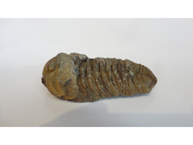 Trilobit Velikost cca - 40 mm