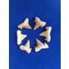 Fosilní žraločí zuby