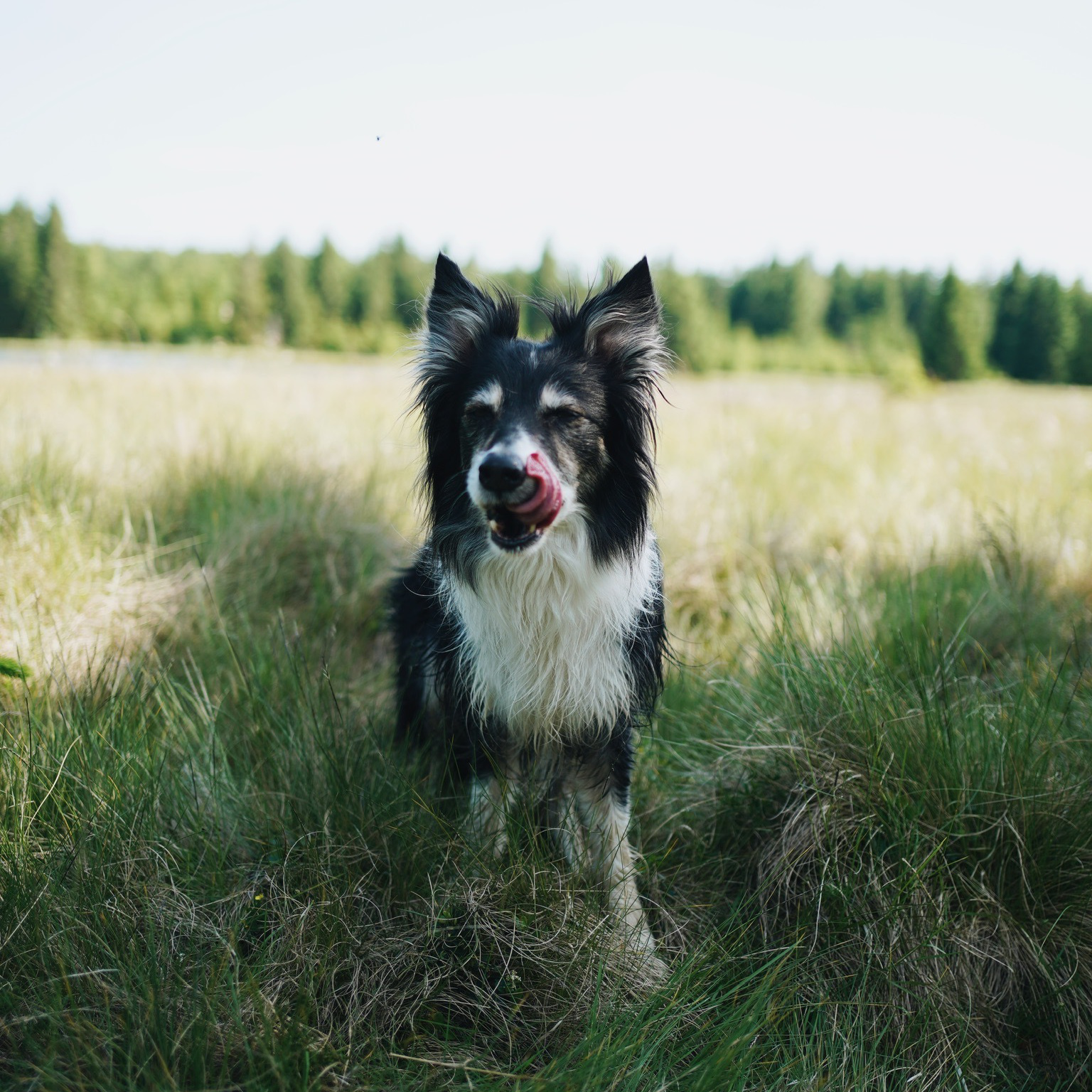 Jak s láskou a odborností krmit psího seniora