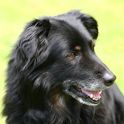 Výživa starých psů a její úskalí