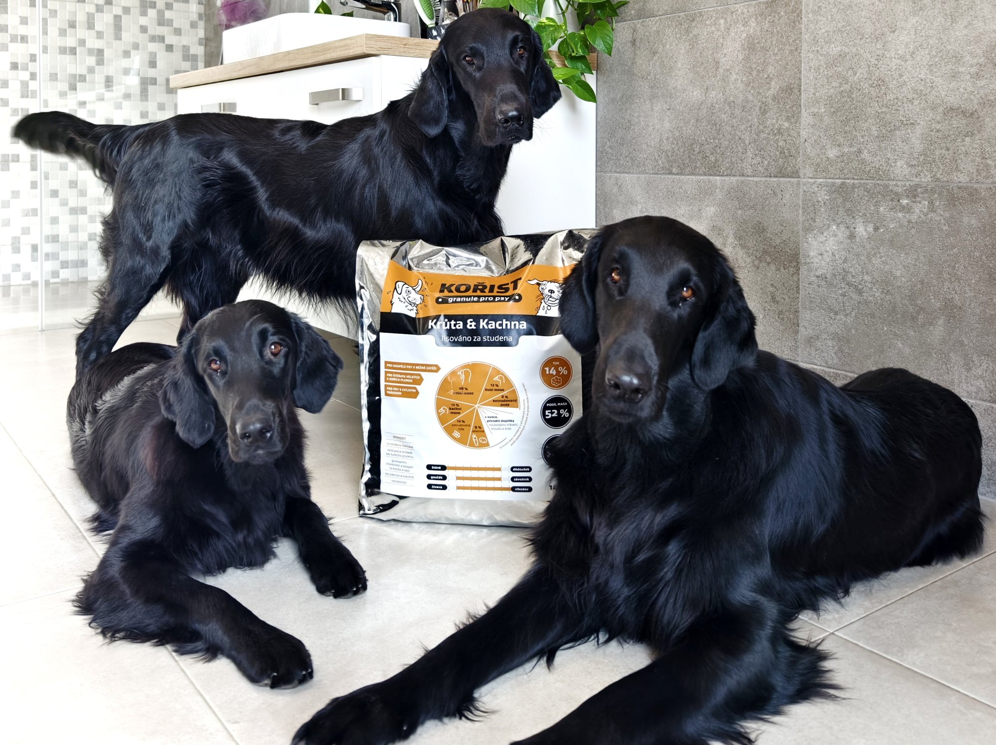 Zkušenosti chovatelky: Proč jsme zakotvili u granulí KOŘIST