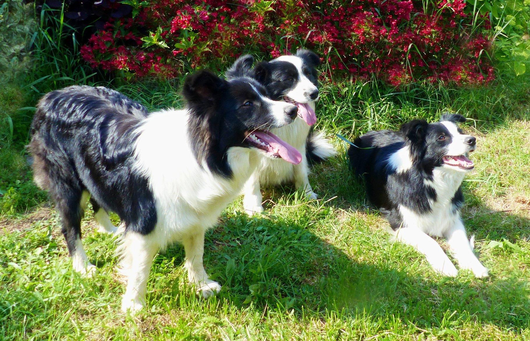 11 border kolií a granule Kořist Vydatný Býk & Krocan