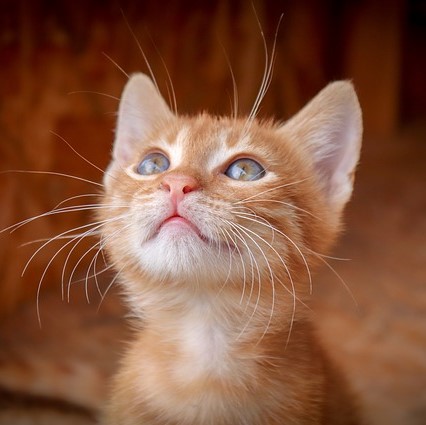 Proč neprodáváme Whiskas?