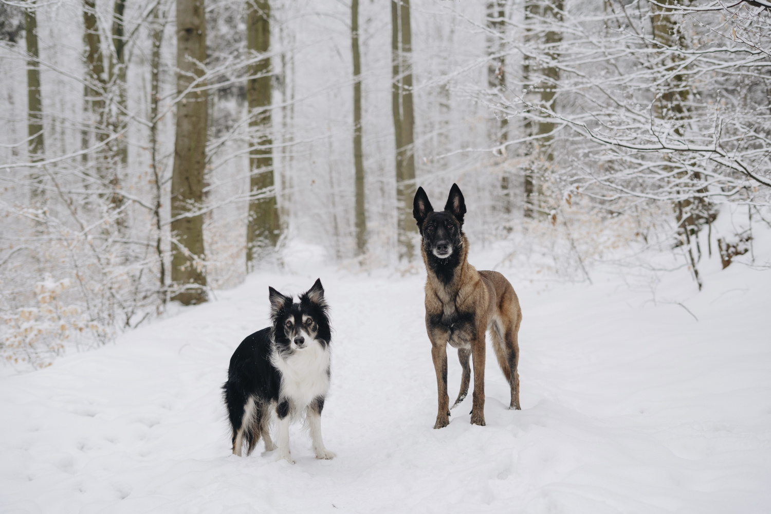 5 kroků k silné imunitě psa