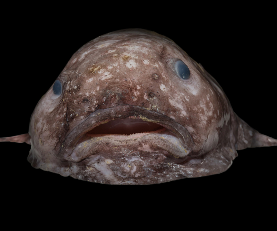 Blobfish