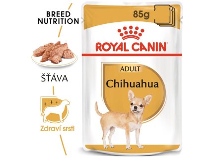 1 chihuahua 12x