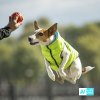 AiryVest bunda pro psy zelená/černá L 55