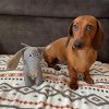 Country Dog kost Chewie   Small 17cm