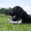 Country Dog kost Chewie  Medium 20cm
