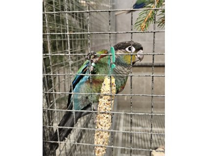 pyrura cervenobrichy