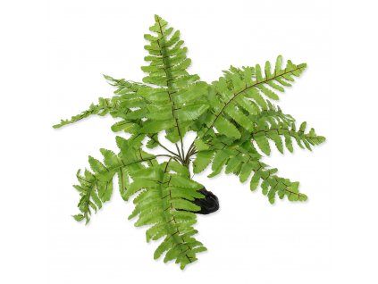 Rostlina REPTI PLANET kapradí Nephrolepis 20 cm