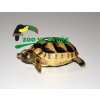 Želva vroubená (Testudo marginata)