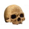 Dekorace EXO TERRA lidská lebka