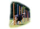Agility a výcvikové
