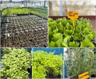 🌱 JARO POKRAČUJE NA VRÁTNICI! 🌱 Ode dneška pro vás máme na vrátnici čerstvé přísady zeleniny a bylinky 🌿 🥬 Přísady...